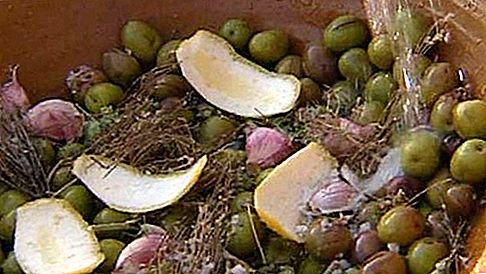 Olivenplante