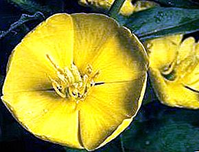 Keluarga tumbuhan Onagraceae