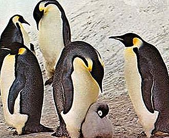 Vrstni red pingvinskih ptic