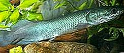 Ryby Pirarucu