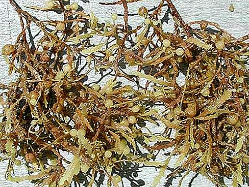 Rodzaj Sargassum brązowych alg