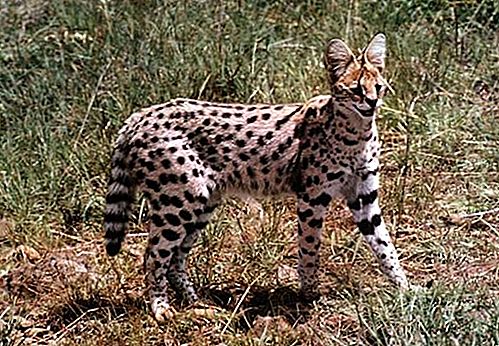 Mamiferul serval