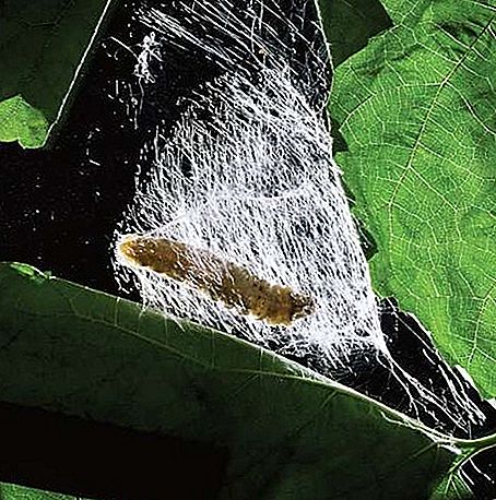 Insekt moljca svilene bube