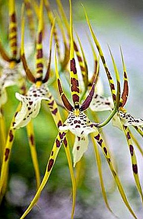 Planta de orquídea araña
