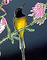 Uccello Sunbird