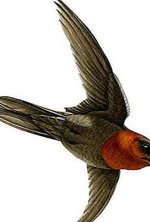 Swift bird