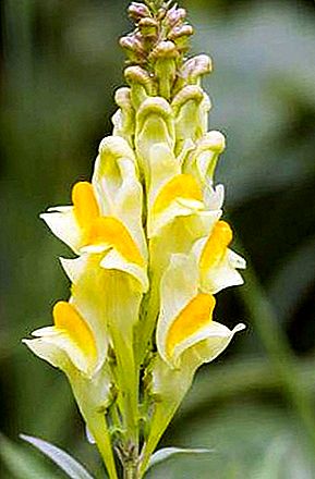 Toadflax Pflanze