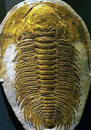 Trilobite fosílne článkonožce
