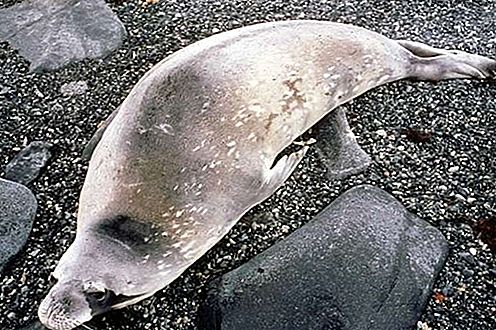 Mamalia anjing laut Weddell