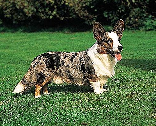 Walesi corgi kutya