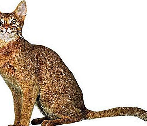 แมวสายพันธุ์ Abyssinian