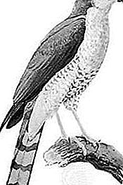 Accipiter bird