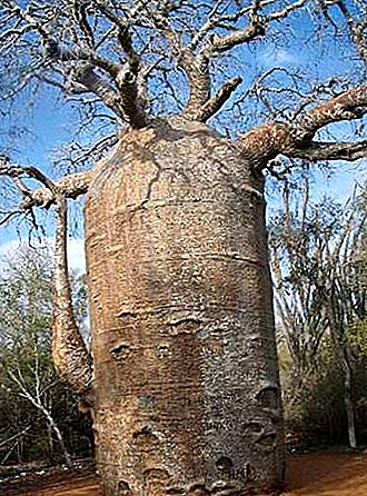 Rod dreves Baobab