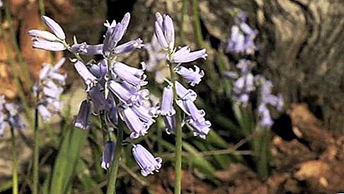 Bluebell Pflanze, Gattung Hyacinthoides