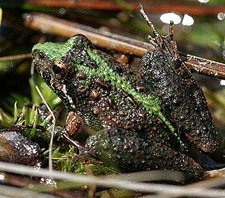 Cricket Frosch Amphibie