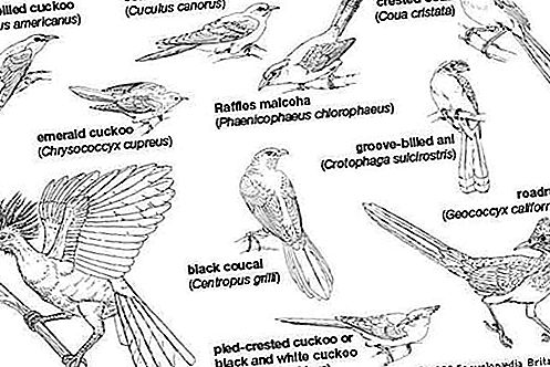 Cuculiformní ptačí řád