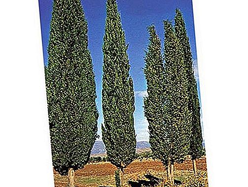 Rostlina Cypress