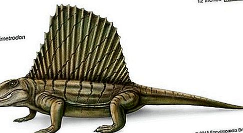 Dimetrodon fosil tetrapod