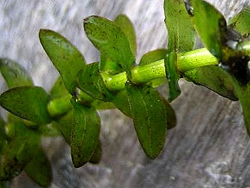جنس نبات Elodea