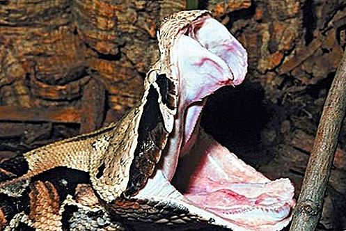 Gaboonin viper käärme