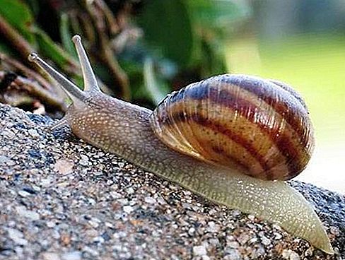 Yumuşakçaların gastropod sınıfı