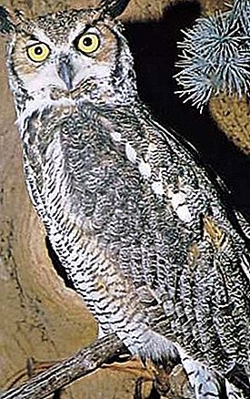 Velika ptica rogata sova