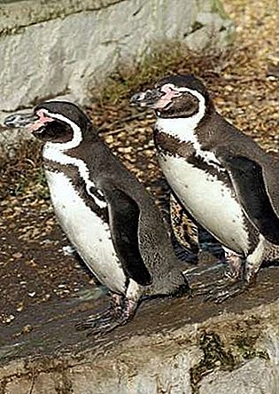 Humboldt-Pinguinvogel