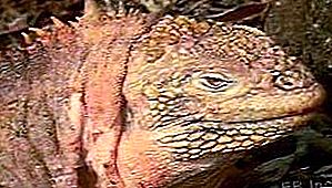 Pengelompokan kadal Iguana