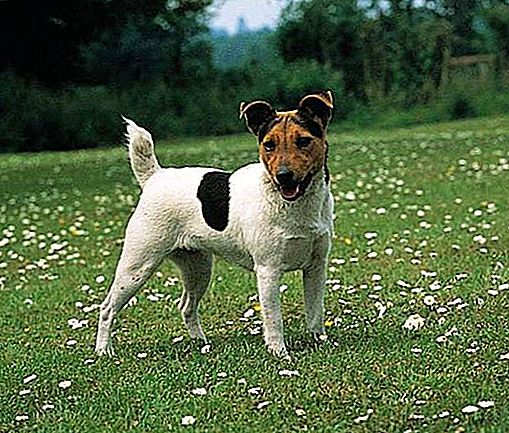 Anjing baka Jack Russell Terrier