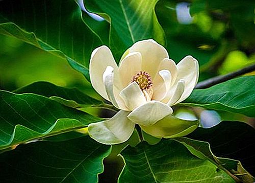 Ordre de plantes magnolials