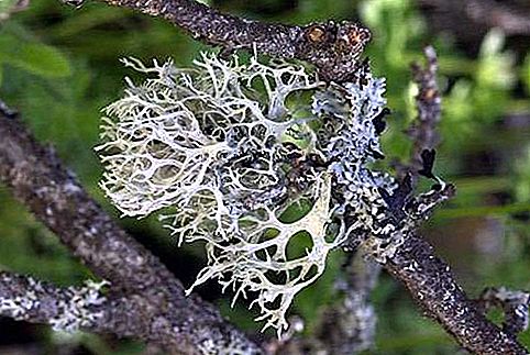 Oak lumot lichen