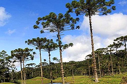צמח אורן Paraná