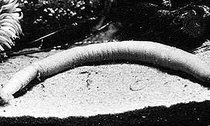 Peanut worm zeeworm