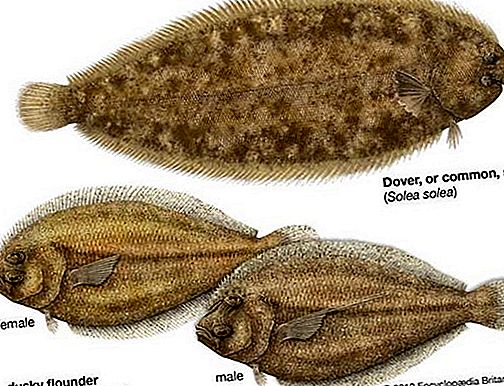 ترتيب الأسماك Pleuronectiform