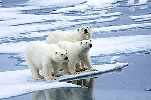 Polarni medvjed sisavca