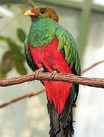 Quetzal vogel