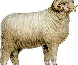 Rambouillet de raça d’ovelles