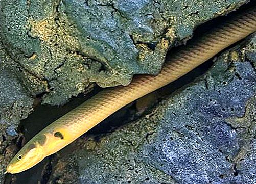 Ikan Reedfish