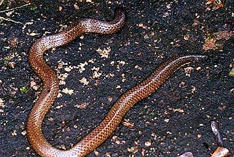 Reptil zmija Shieldtail