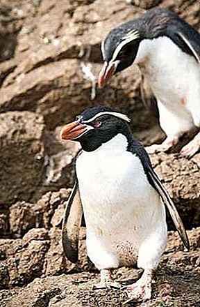 Burung penguin jerat