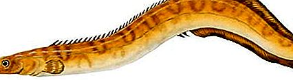 Stachelaalfisch