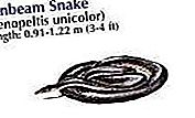 Sunbeam snake snake
