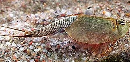 Crustacis branquiópics de gambes tadpole