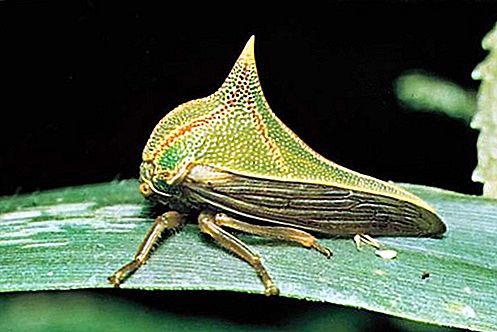 Treehopper insekt
