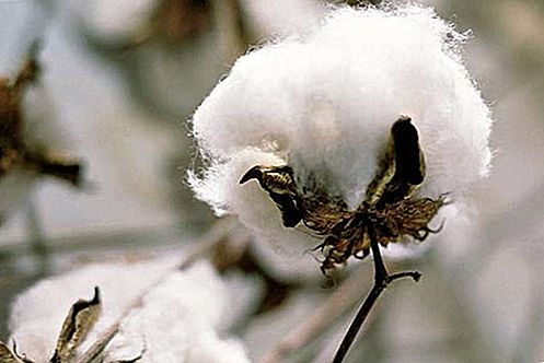 Fibra de algodón y planta