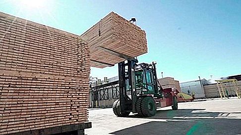 Rezivo vyťažené drevo