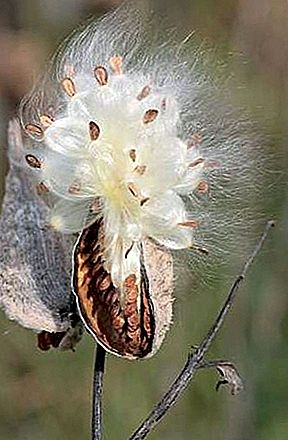 Milkweed floss seed fiber