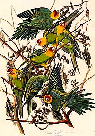 John James Audubon amerikkalainen taiteilija