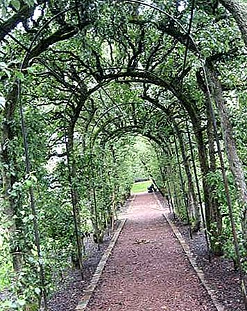 Arbor trädgård skydd
